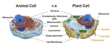 Animal vs. Plant cells - Similarities, Differences, Chart, and Examples -  Rs' Science