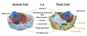 Animal vs. Plant cells - Similarities, Differences, Chart, and Examples ...