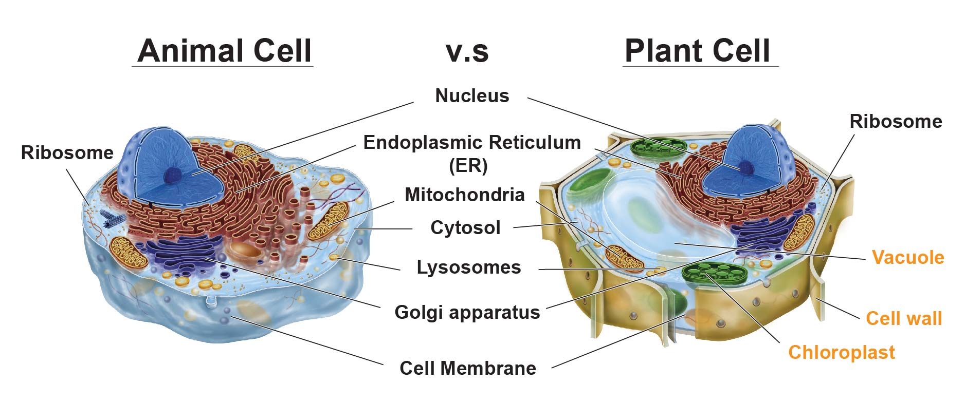 Animal Vs Plant Cells Similarities Differences Chart And Examples 