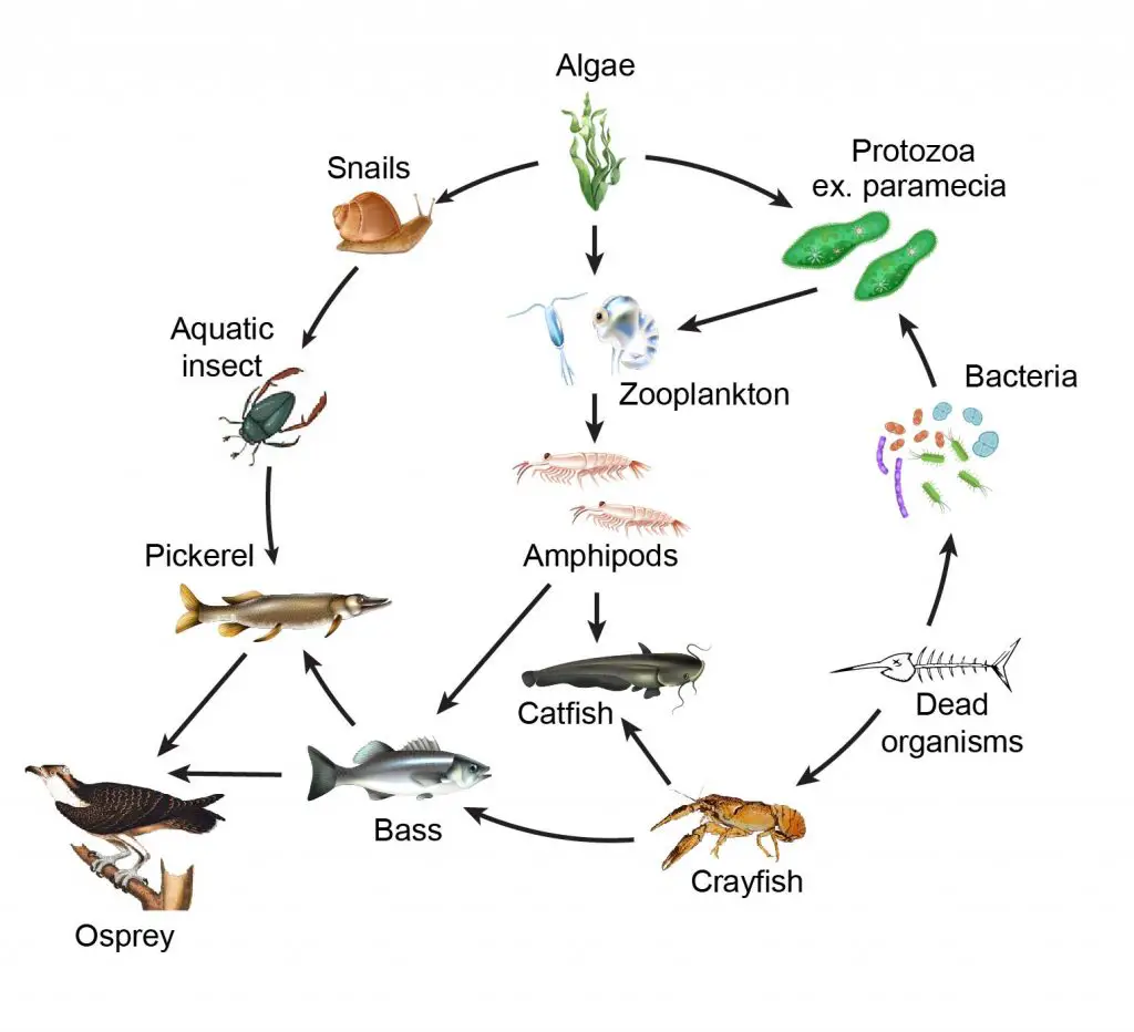 Typical Marine Food Web