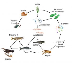 The Natural Habitation and Cultivation of Paramecium - Rs' Science