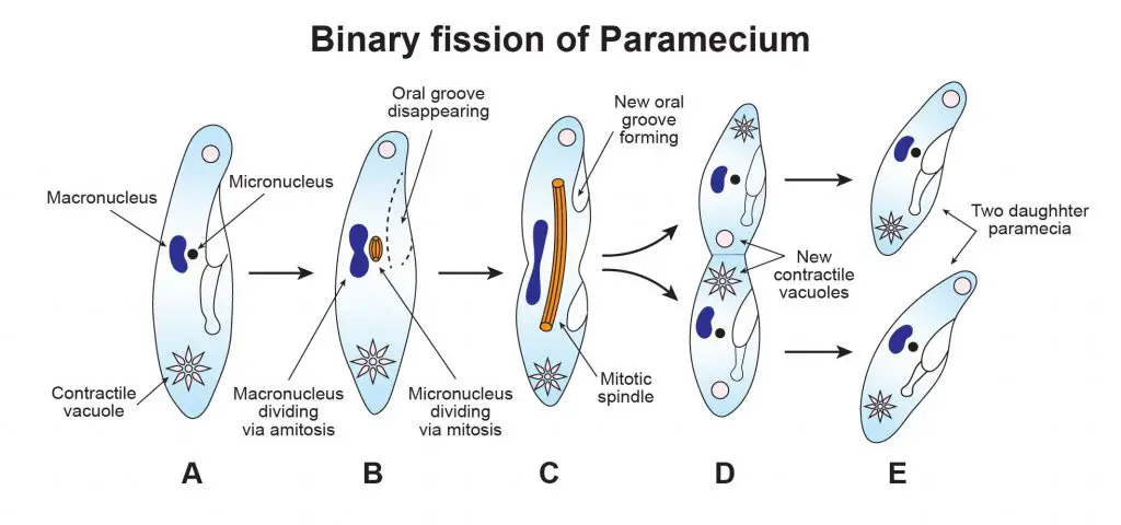 Binary-fission-of-Paramecium
