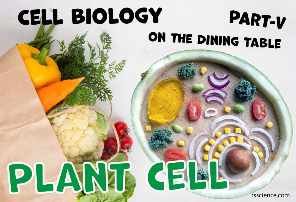 Cell Biology on the dining table Plant cell model