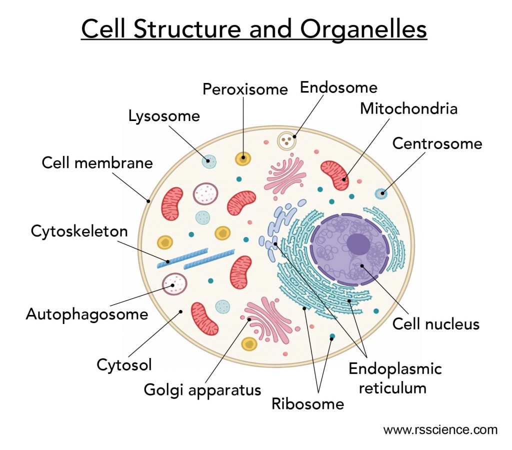 Cell-structure-and-organelles