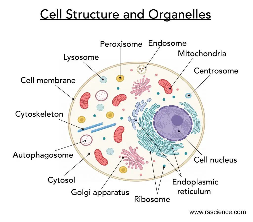 Cell Organelles And Their Functions 12 Cell Organelles In Animals And Plants