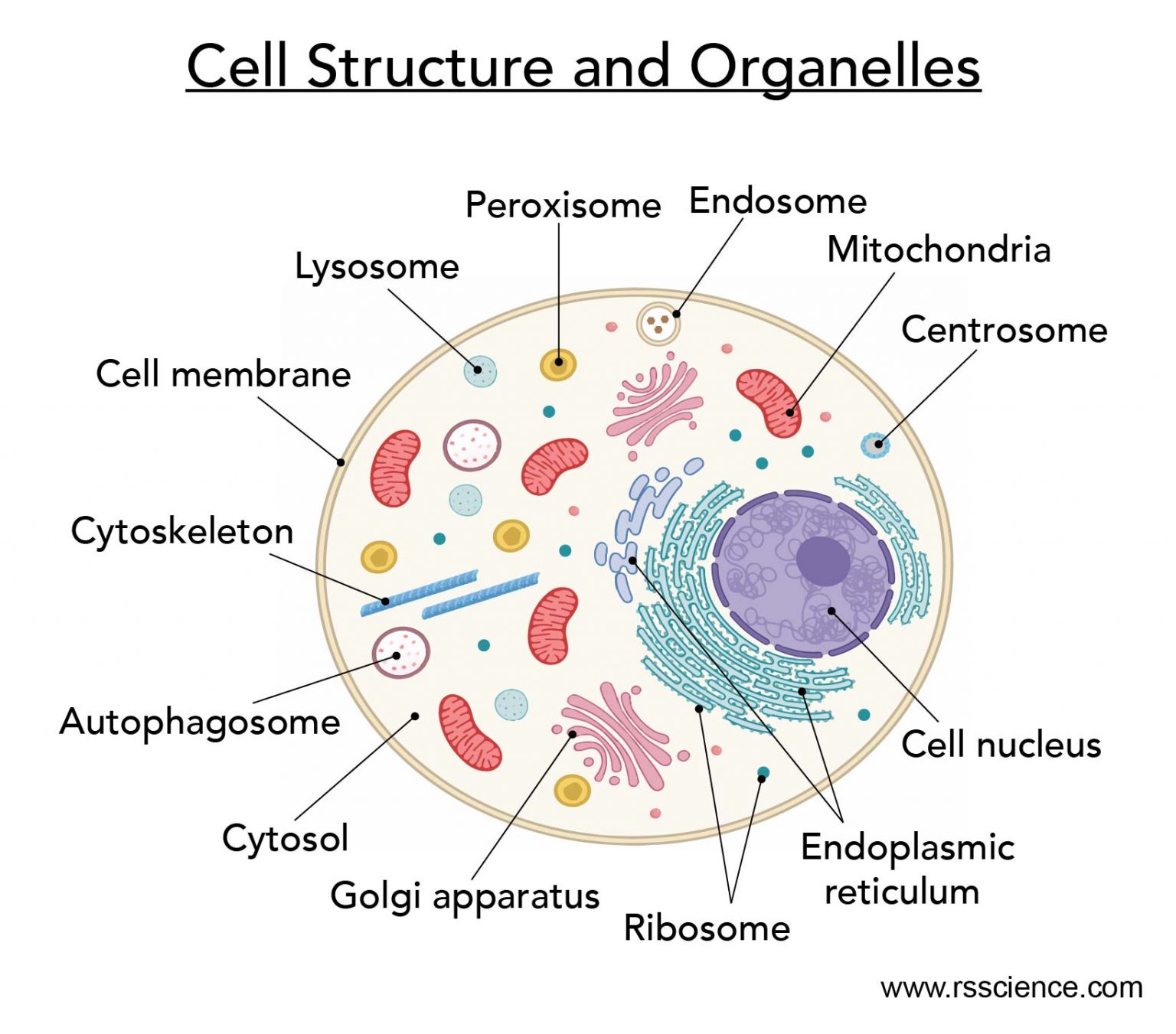 Cell membrane definition, structure, function, and biology