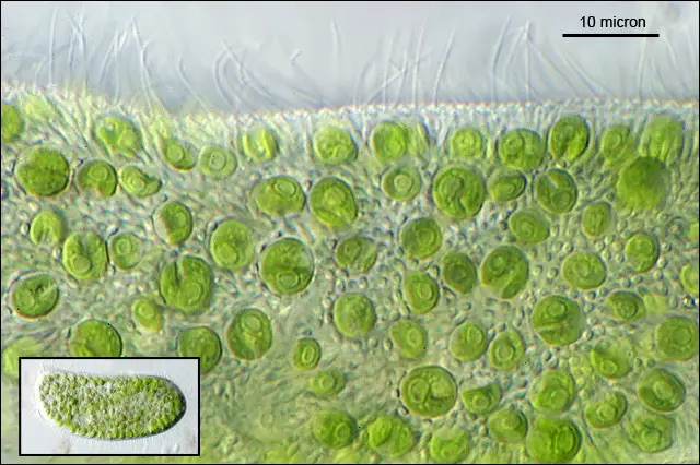 Chlorella-in-Paramecium-bursaria