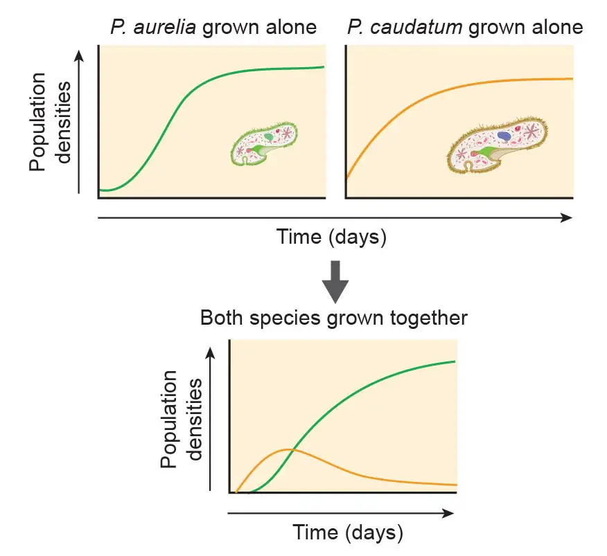 Competitive exclusion principle two paramecium