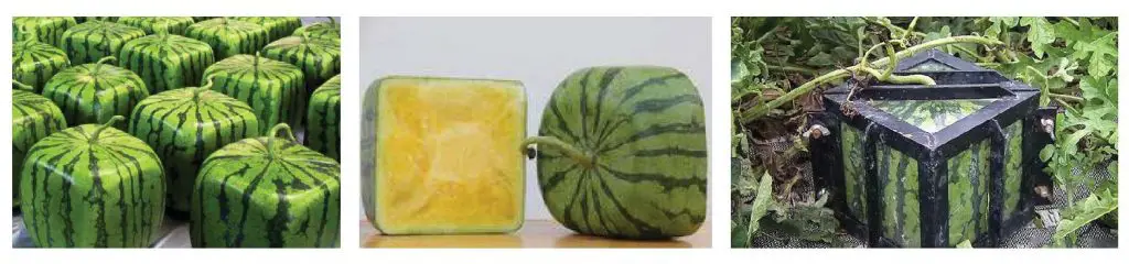 Cube-watermelon