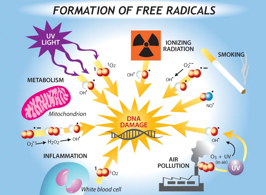 DNA-damage-of-aging