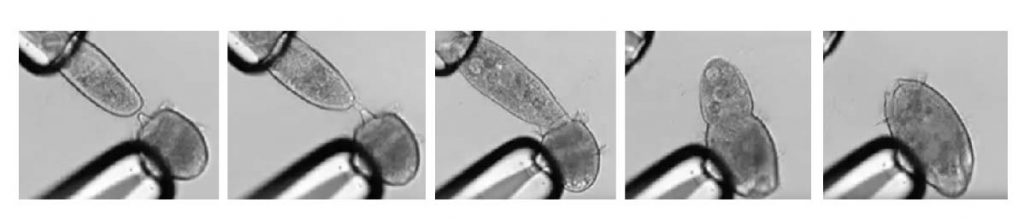 Didinium-eat-paramecium