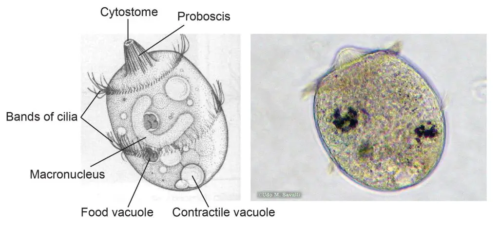 Didinium-image-and-structure