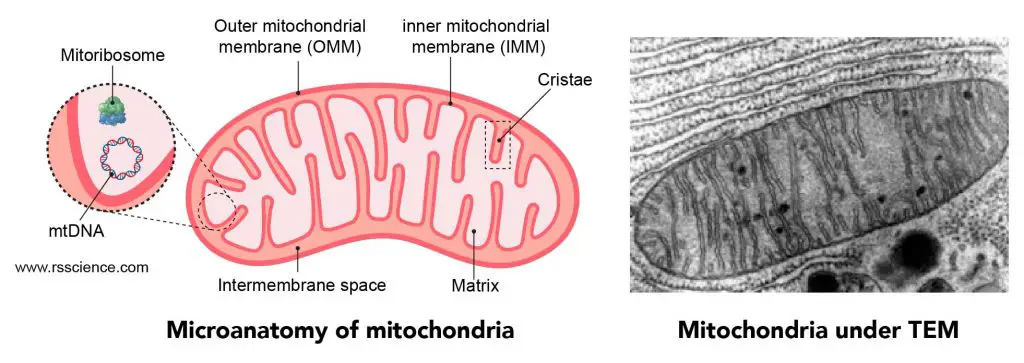 EM-image-of-Mitochondria-structure