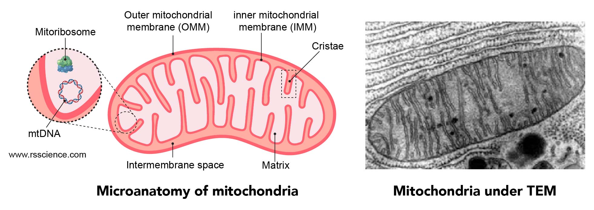 EM-image-of-Mitochondria-structure
