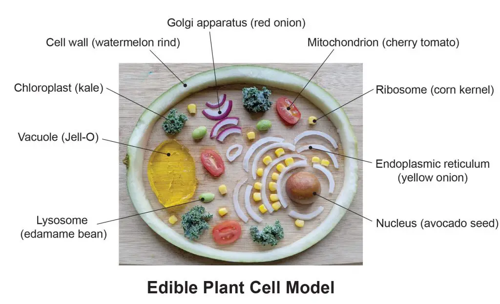 Cell Biology On The Dining Table Plant Cell Model Rs Science