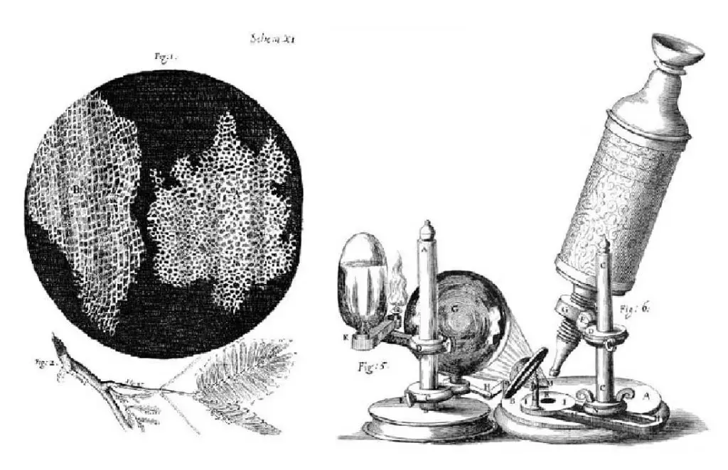 Hooke-cell