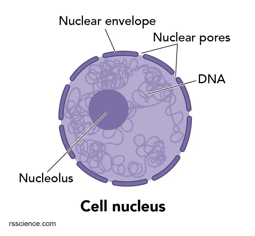Nucleus-structure