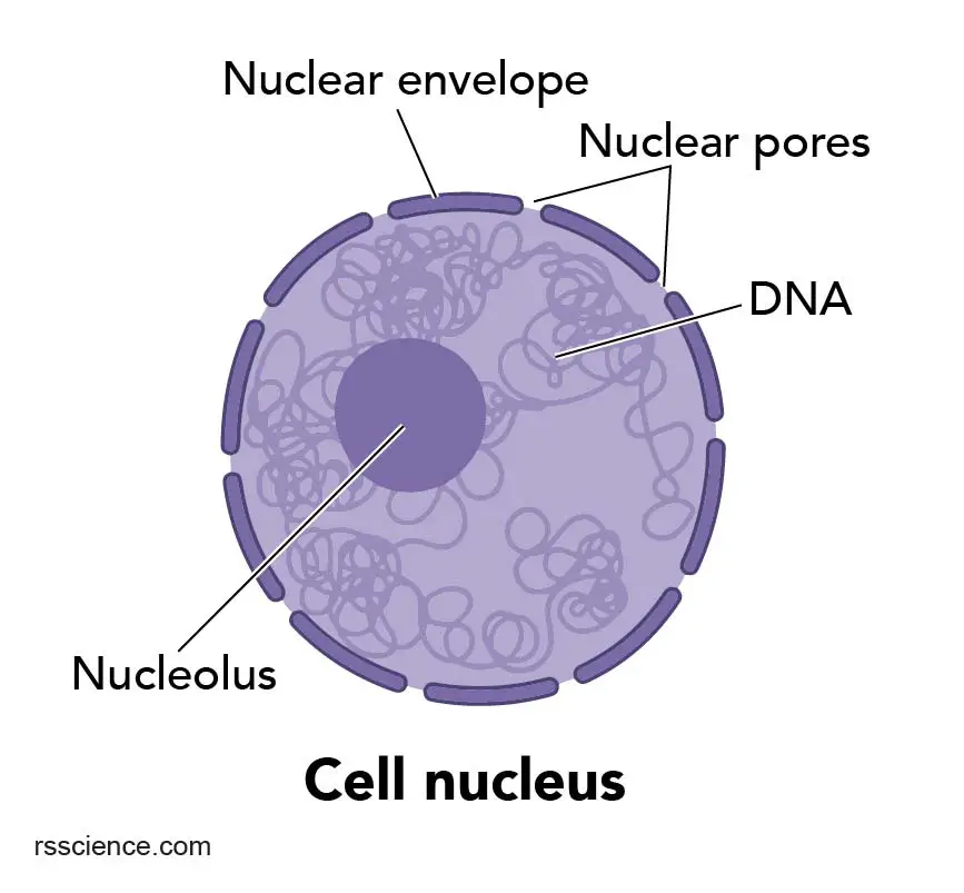 Cell Organelles And Their Functions Rs Science