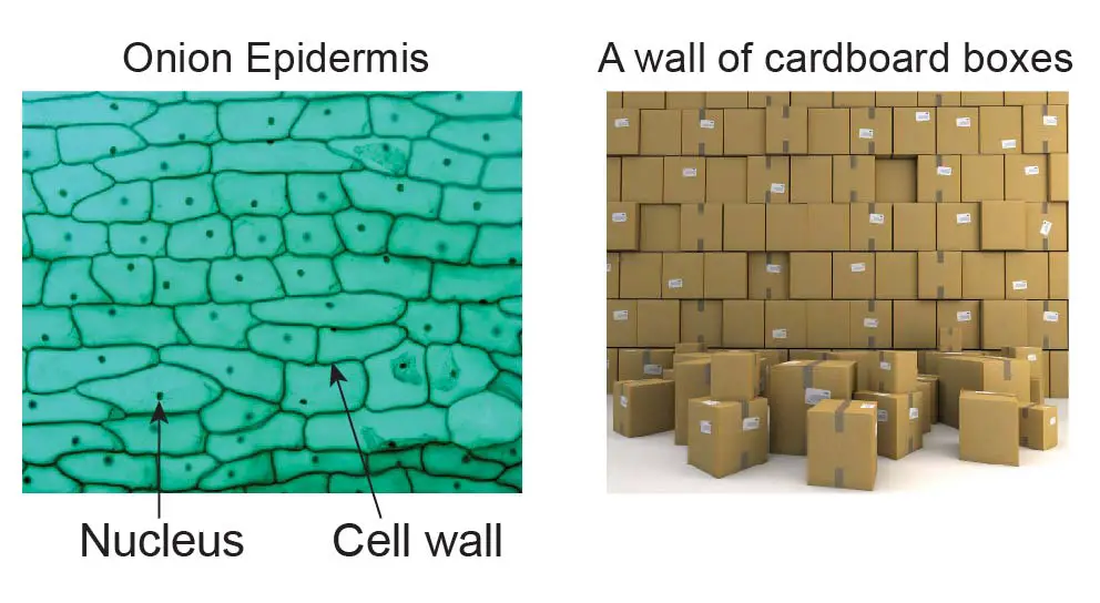 Onion-cell-wall-and-box