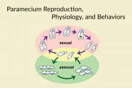 Paramecium Reproduction Physiology