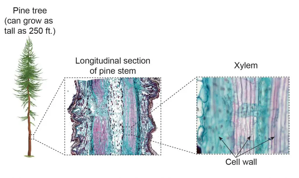 Pine-tree-longitudinal-section