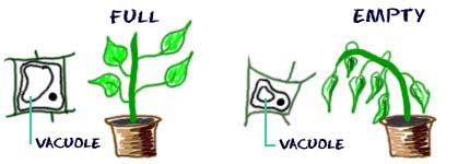 Plant-water-vacuole-full-and-empty