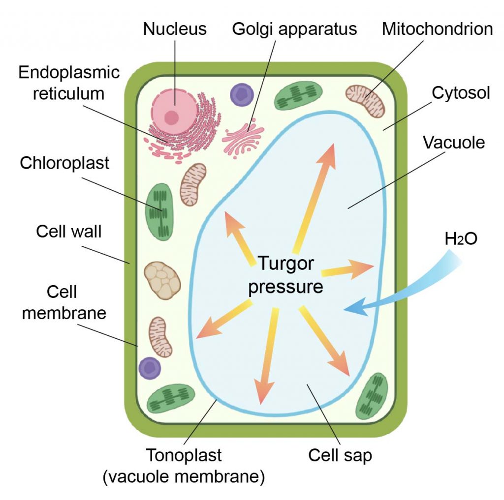 Top 92+ Images what is a vacuole in a plant cell Sharp