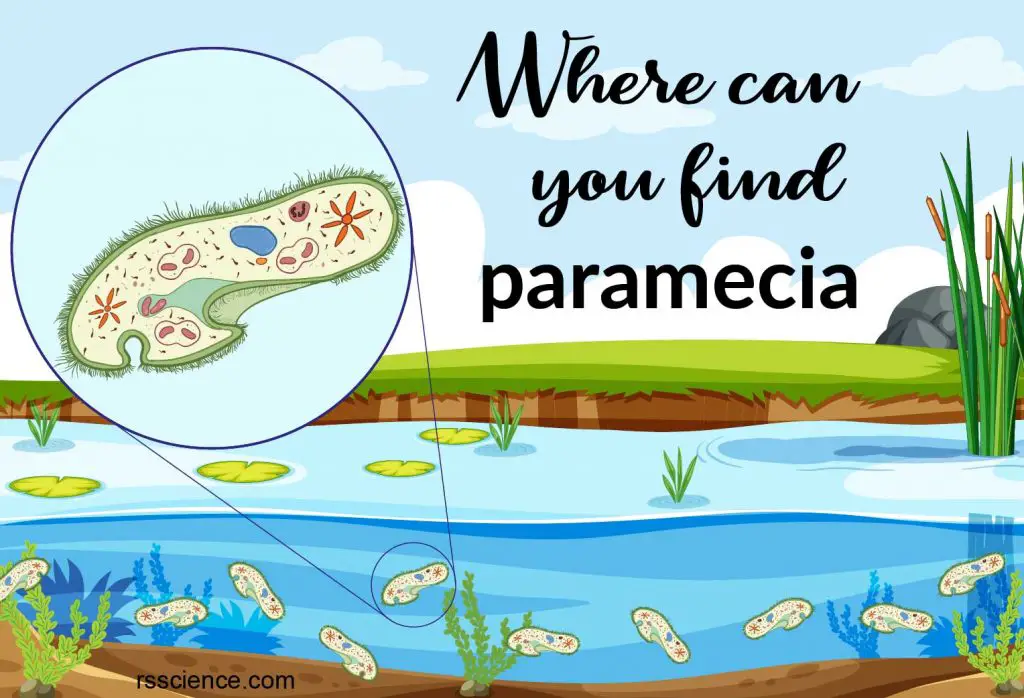 Where can you find paramecia