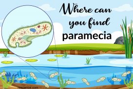 Where can you find paramecia