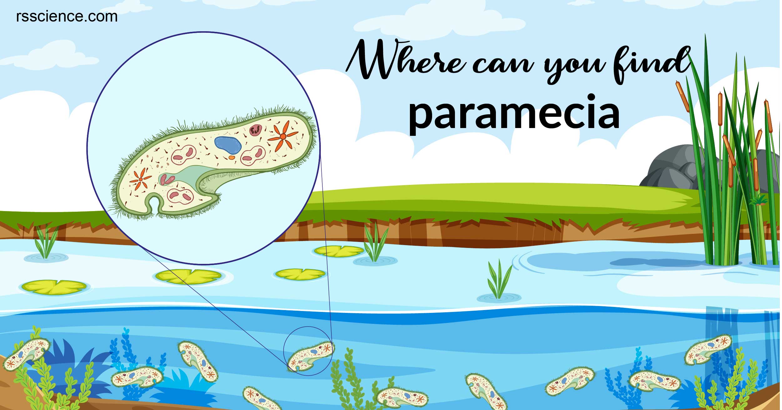 The Natural Habitation and Cultivation of Paramecium - Rs' Science