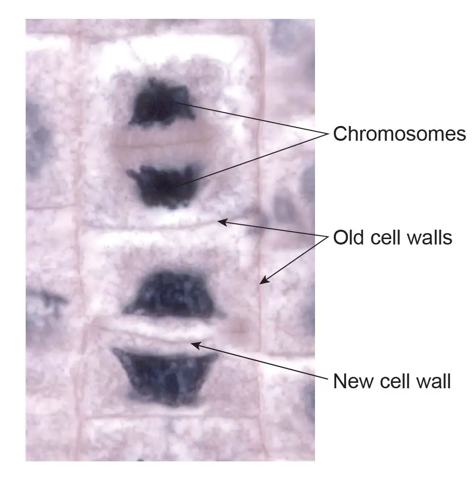 cell-wall-formation-in-dividing-cell