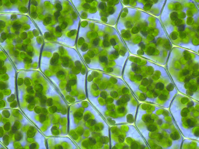 chloroplast