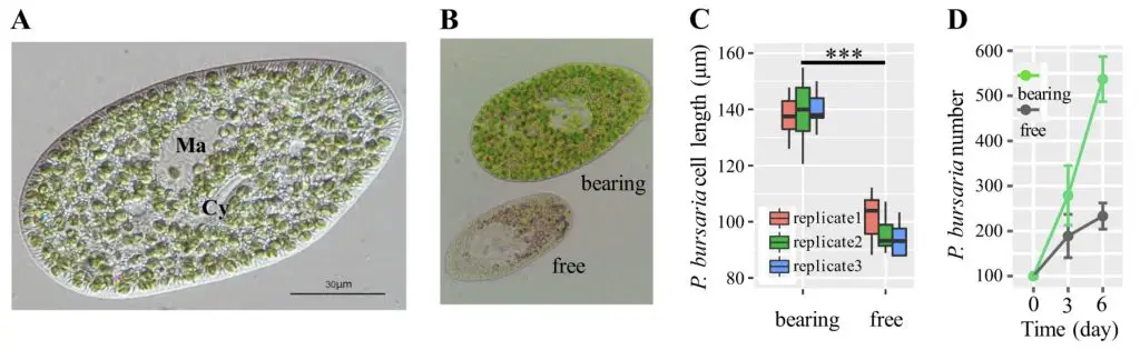 endosymbiosis-in-Paramecium