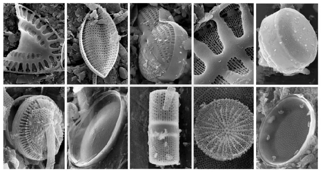 fossil-diatom