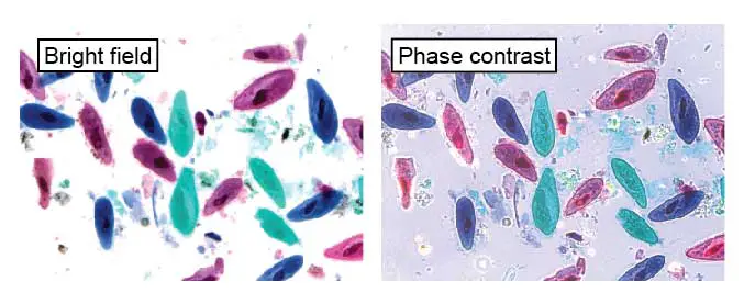 paramecium-premade-slide