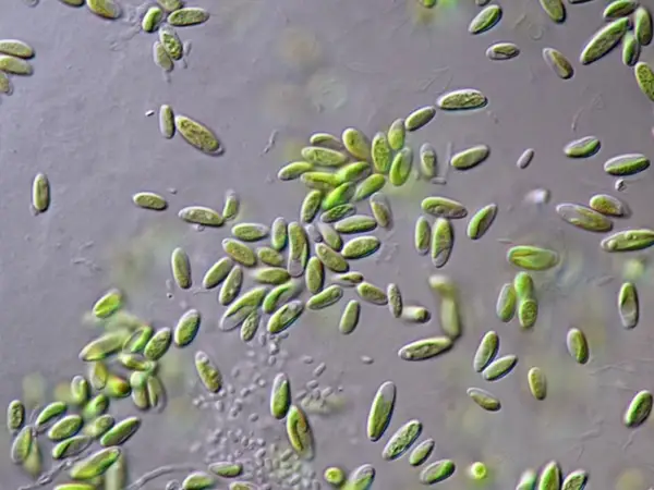 paramecium-seed-culture