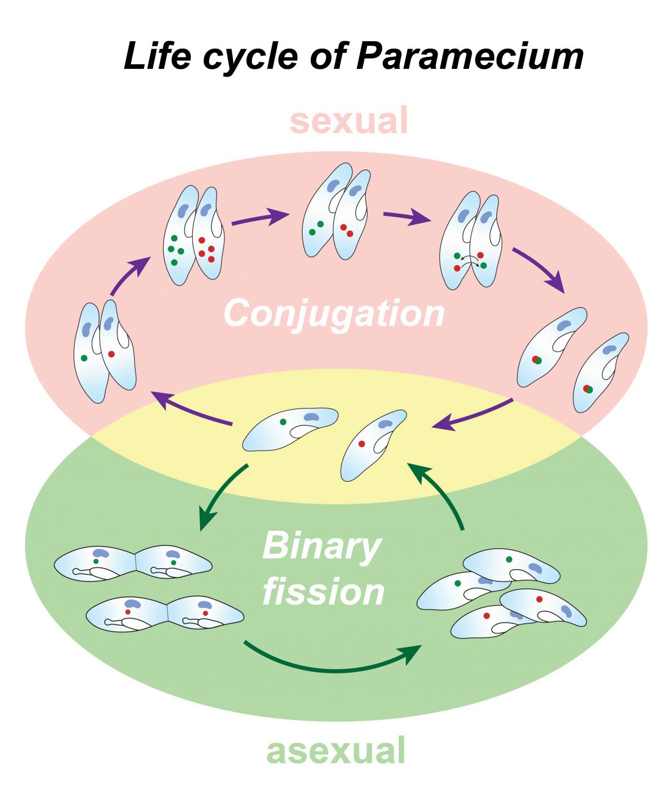 presentation on life cycle of paramecium pdf