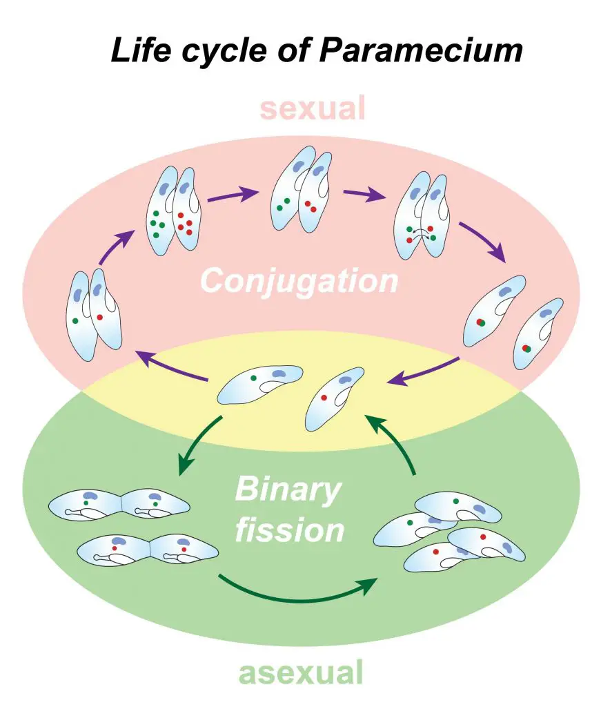 sexual-and-asexual-reproduction-Paramecium