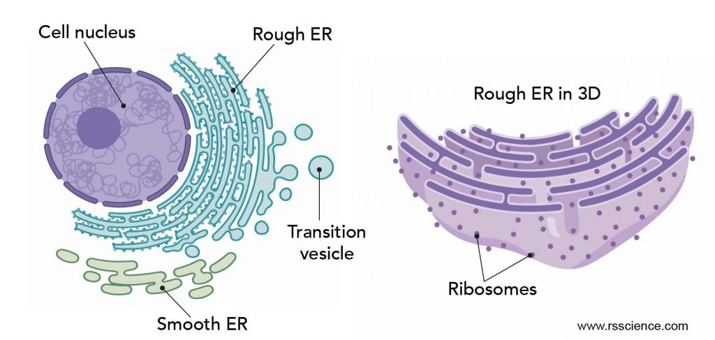 smooth-ER-and-rough-ER-ribosomes