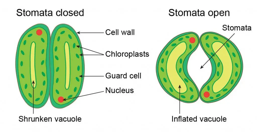 Stoma plant cell information