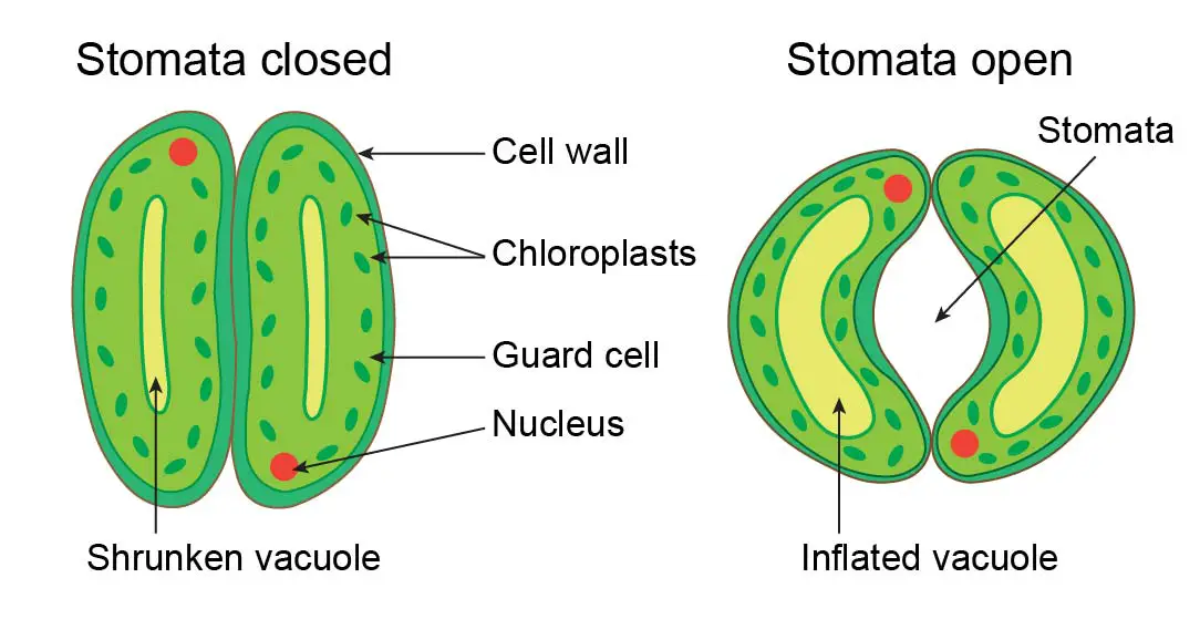 Vacuole Function and Structure Extra Space Storage Rs' Science