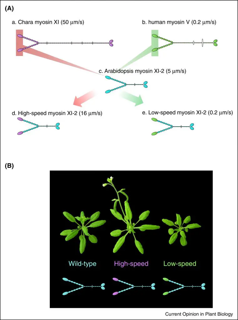 high-speed and low-speed motor proteins cause different cytoplasmic streaming in plant cells