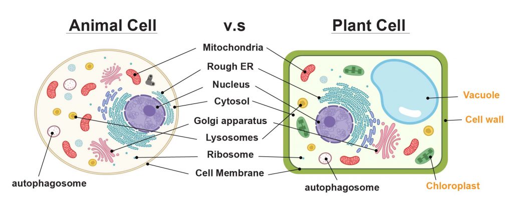Animal cell vs plant cell organelle difference