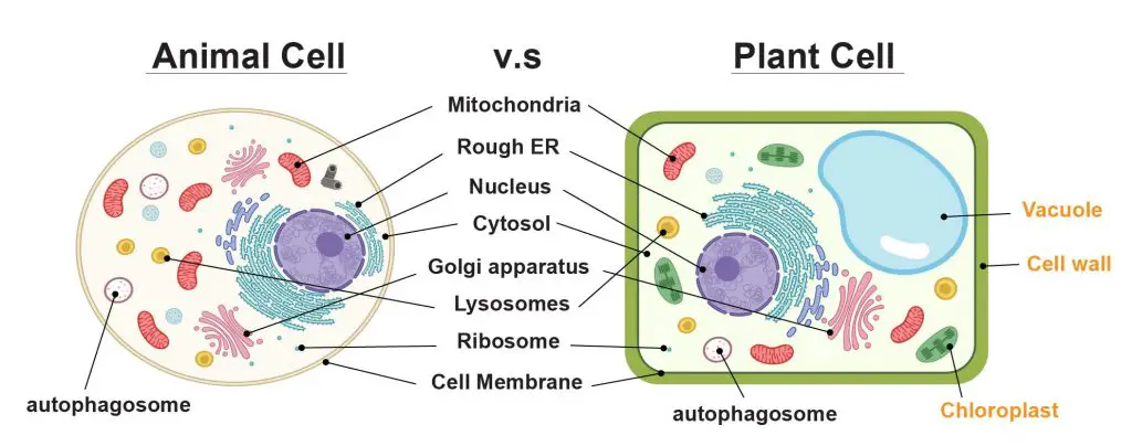 Cell Organelles And Their Functions 12 Cell Organelles In Animals And Plants