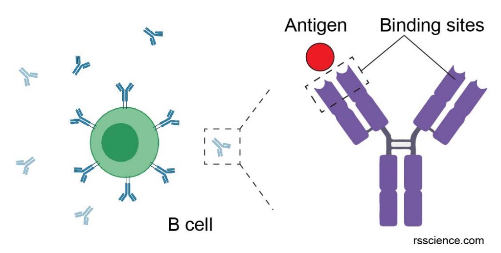 Antibody-B-cell