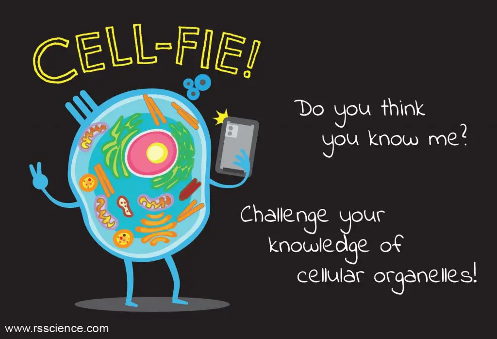 Cell Organelles and their Functions - Rs' Science