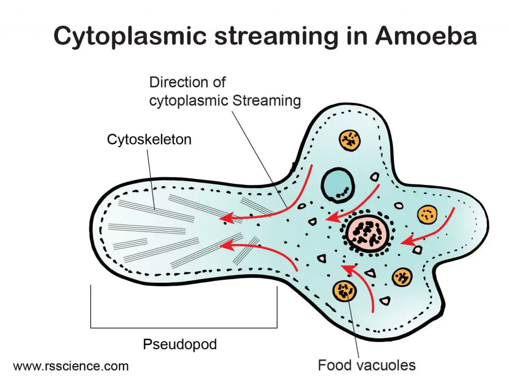 Cytoplasmic-Streaming-in-Amoeba