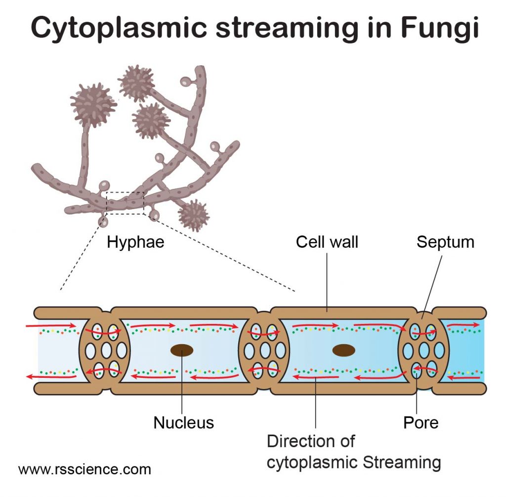 Cytoplasmic-Streaming-in-Fungi