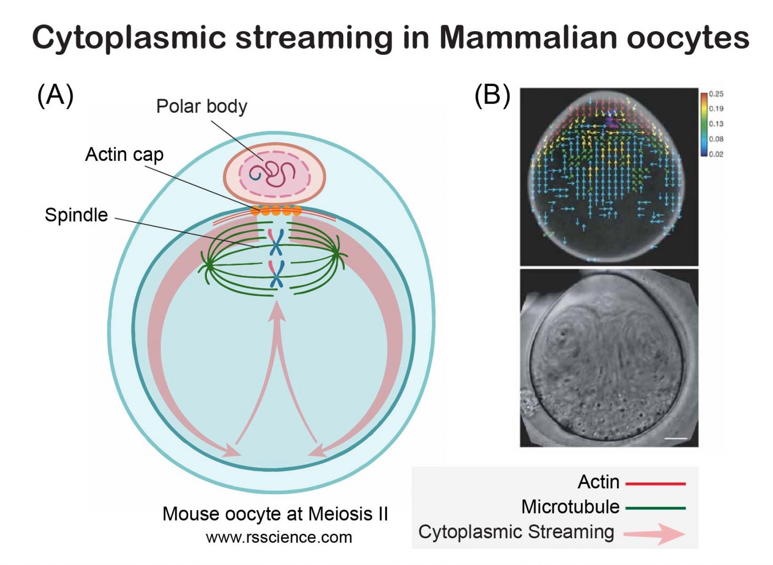 What is Cytoplasmic Streaming? Rs' Science