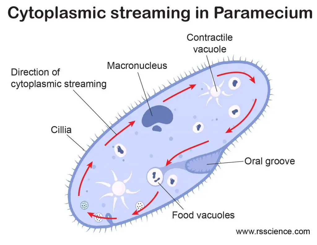 Cytoplasmic-Streaming-in-Paramecium